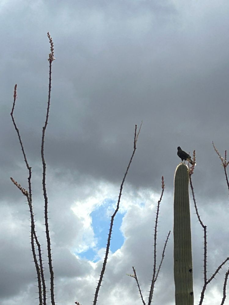Harris hawk on a cactus against a cloudy March sky