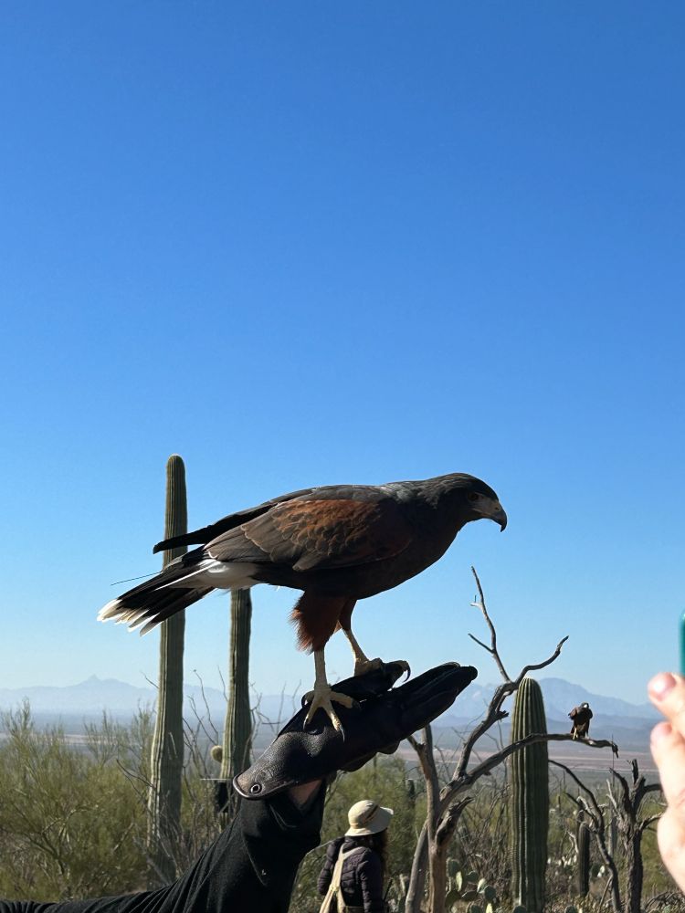 Harris hawk perching against a blue desert sky