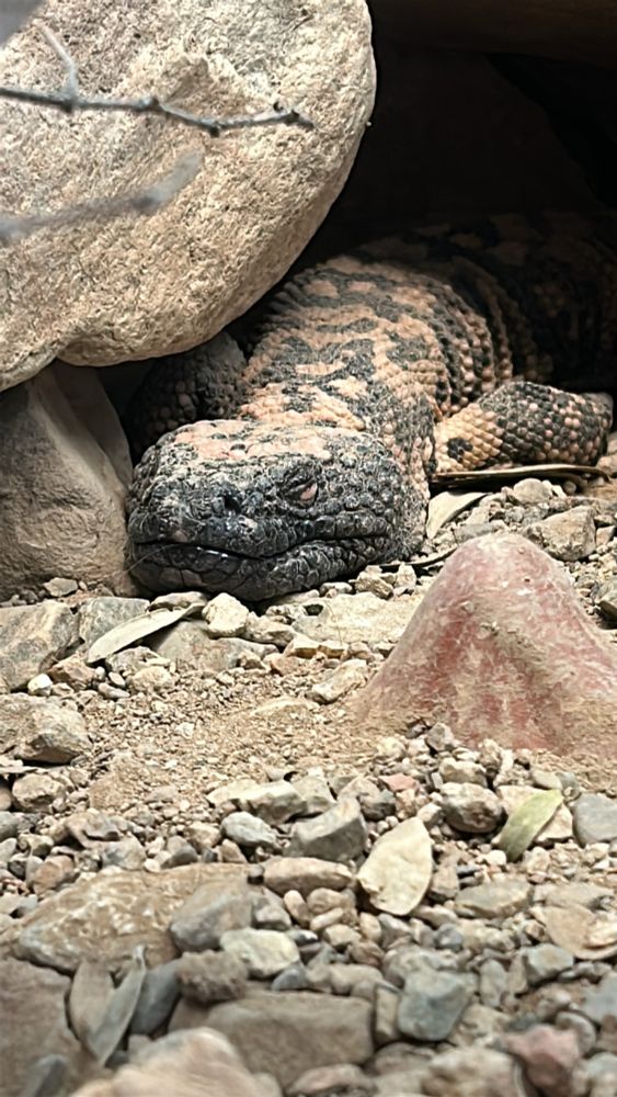 Gala monster is doin’ a snoozing’