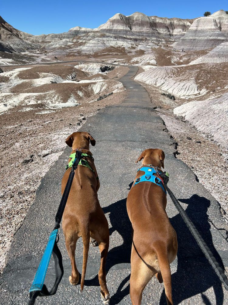 Sabie in a green harness and Dinaledi in a blue harness safely led me through Blue Mesa as newly appointed Bark Rangers