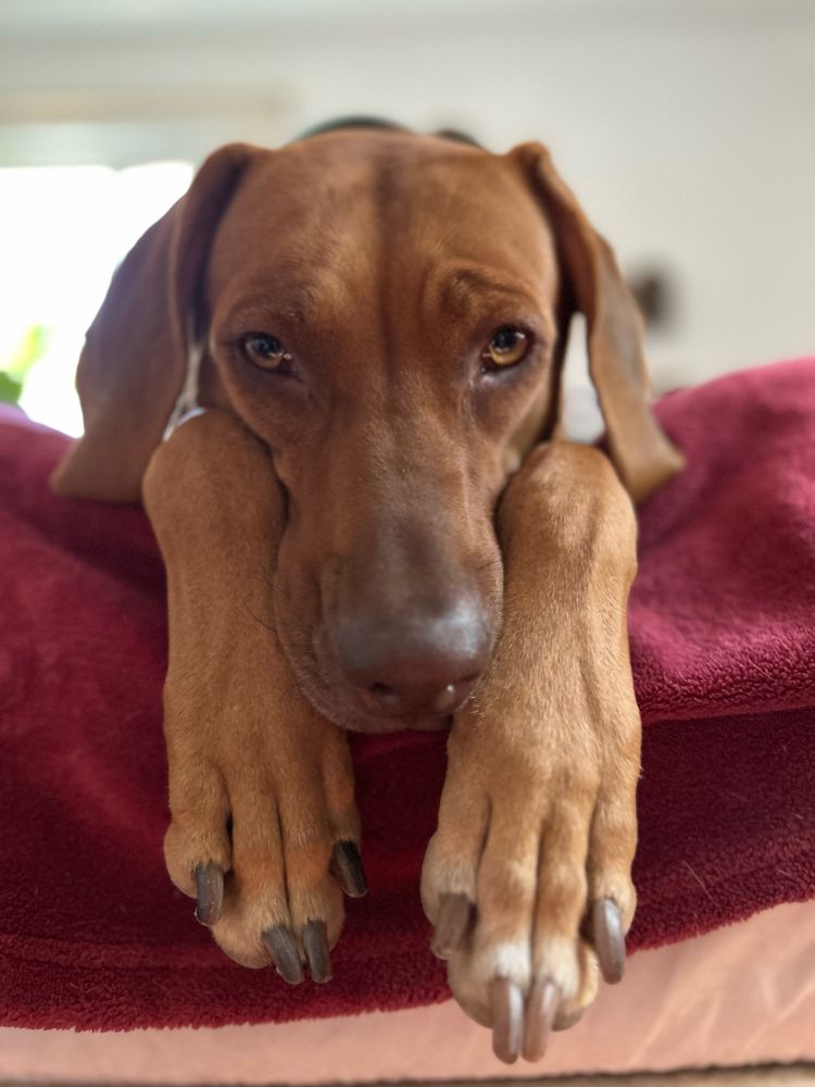 A Rhodesian ridgeback looks suspiciously into your eyes, she is plotting destruction 