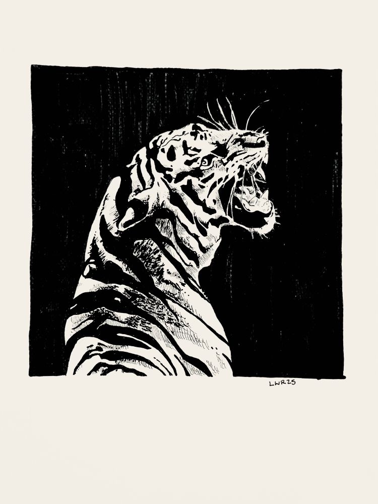 Black and white ink drawing of a tiger, mouth open, from the back. The background is black. 