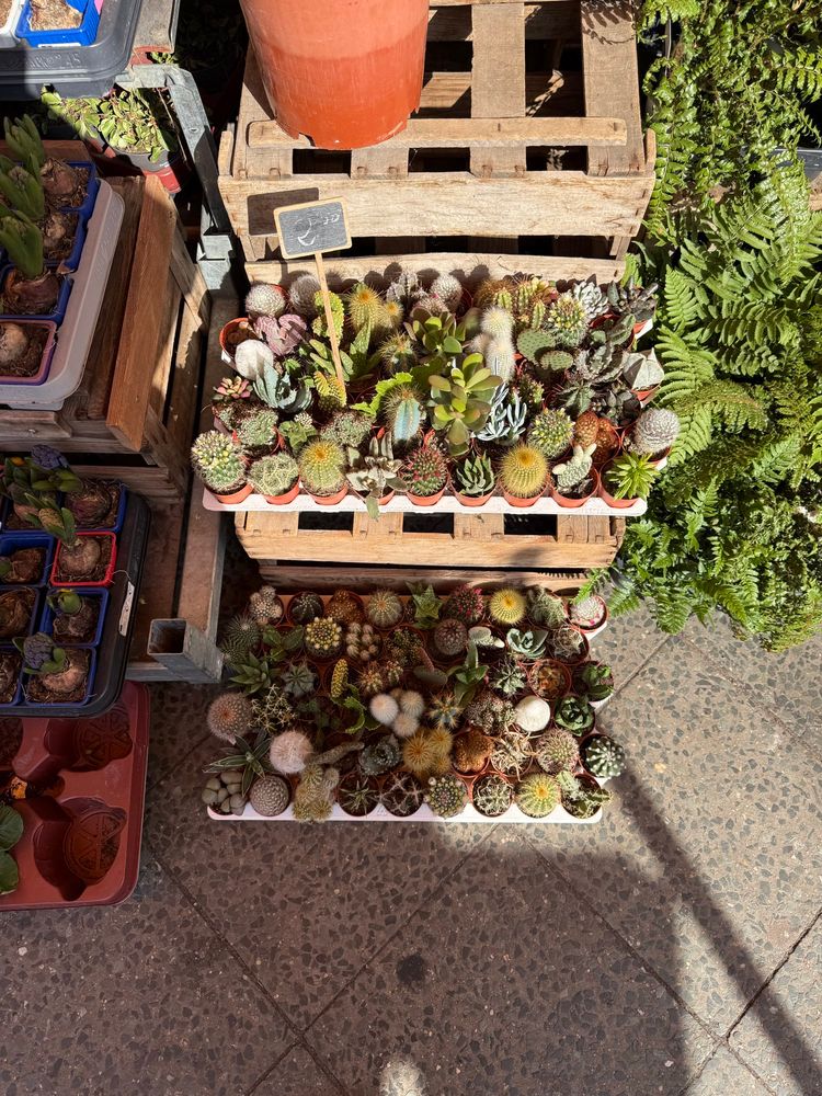Zwei Kisten voller verschiedener Minikakteen auf der Strasse vor einem Pflanzenfachgeschäft, von oben fotografiert. 