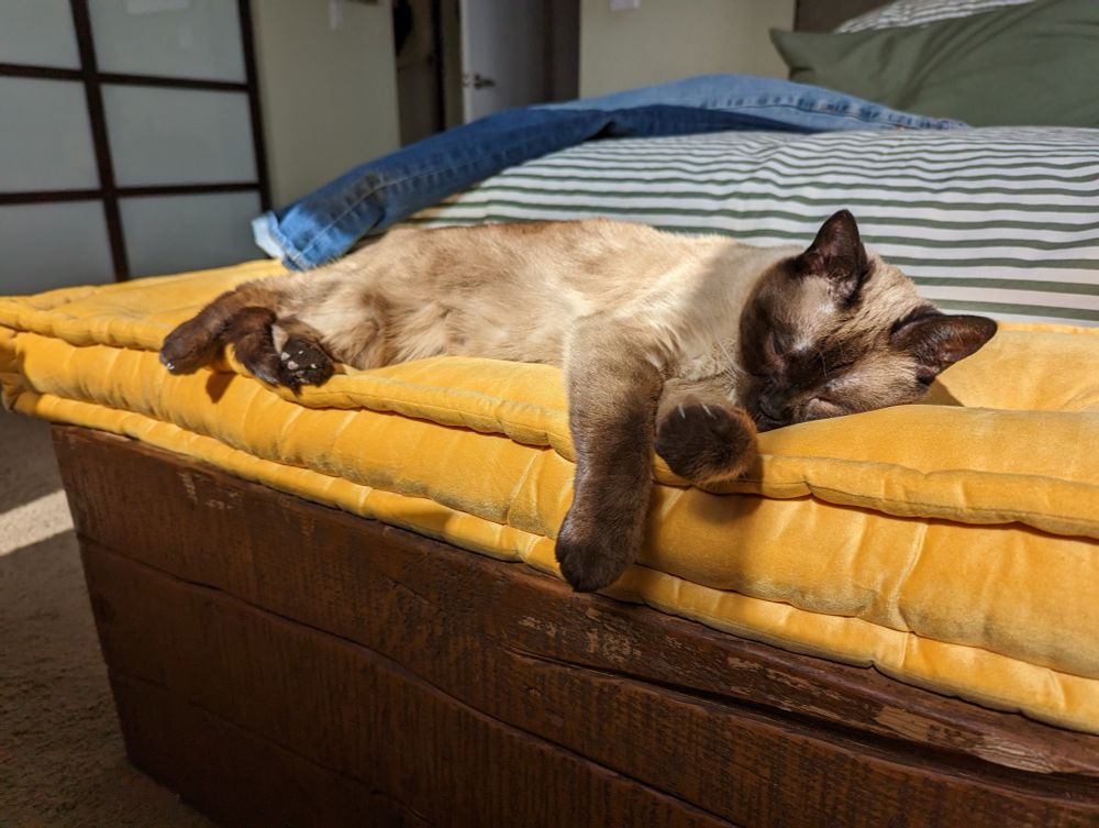A Siamese cat named Gyoza snoozes on a cushion. 