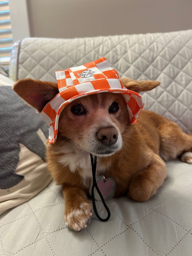 A smol orange and white dog wearing an orange and white checkered hat.