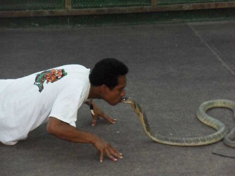 ein Schlangendompteur küsst eine Giftschlange