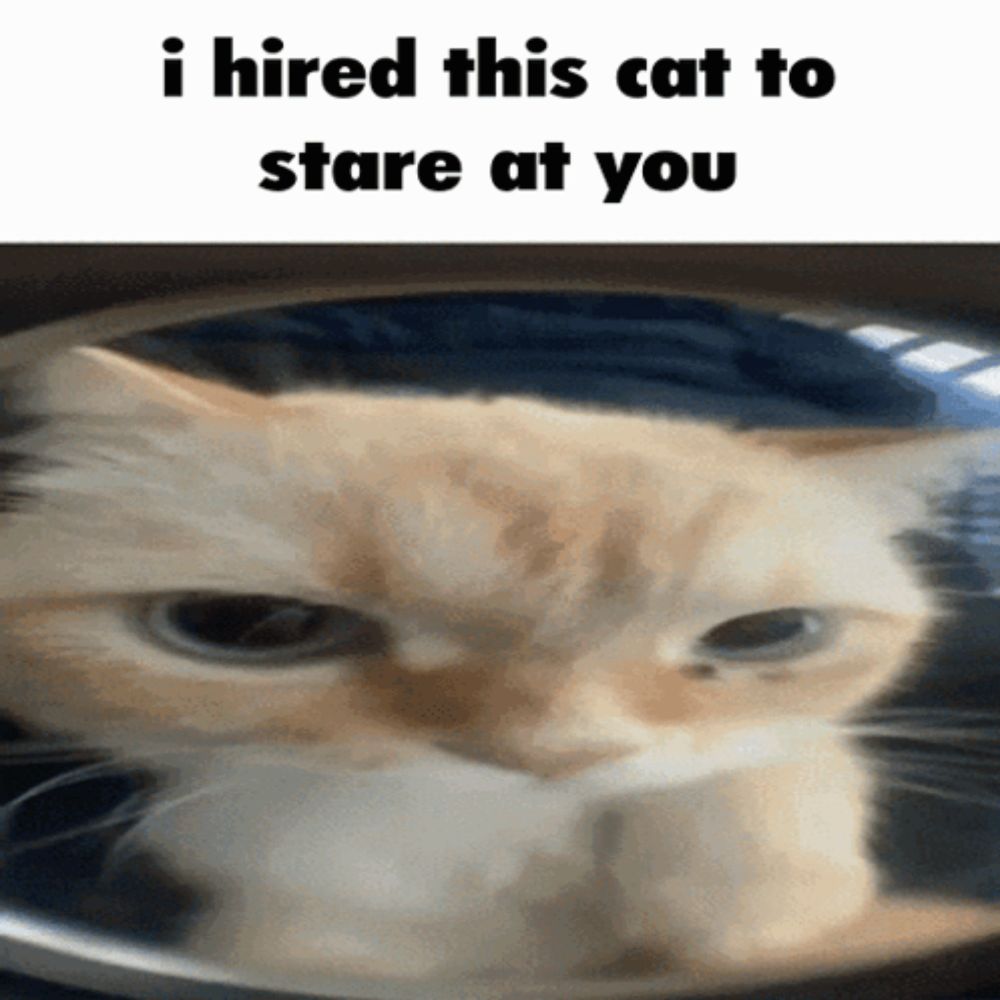 a picture of a cat with a caption that says i hired this cat to stare at you