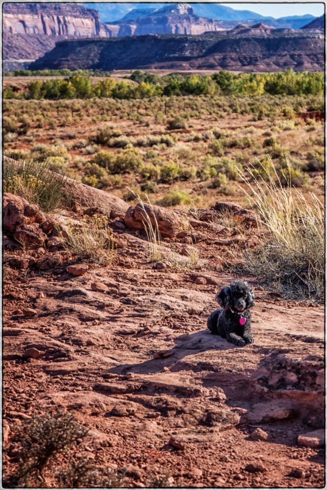 A sweet Miniature Poodle posing at Canyonlands National Park. She really seemed to enjoy all those trips she took with us.