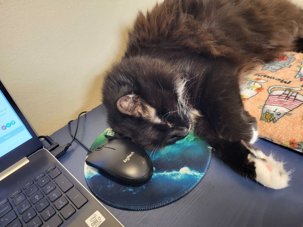 Longhaired black and white tuxedo cat lounges on an orange blanket that is on a desk. Her head rests on a mousepad next to a laptop.