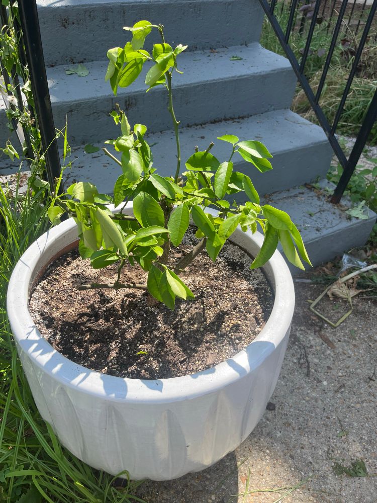 A Meyer lemon tree in a large white pot sits in bright sunlight. It is slightly wilted from its West to East Coast journey, but is definitely perking back up.