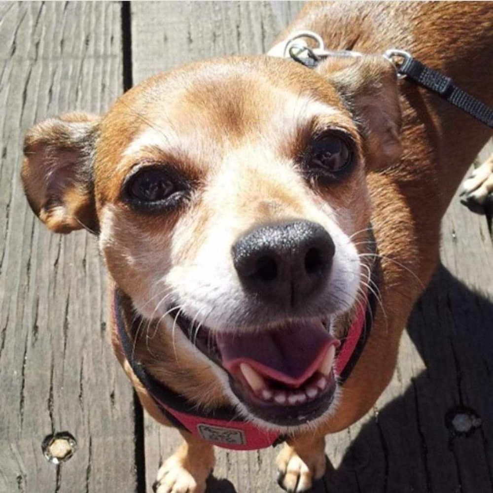 Chiweenie with a big grin on her sweet face.