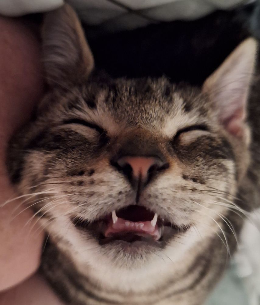 Tiny grey tabby kitten sleeping with his mouth open.