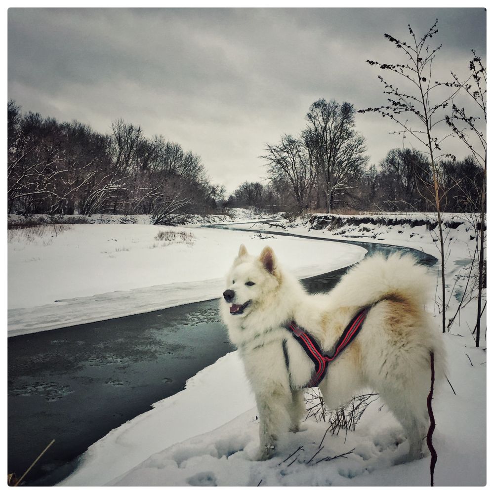 Samoyed dog with skijoring harness on the snow-covered bank of a river in Iowa (iPhone photo).
