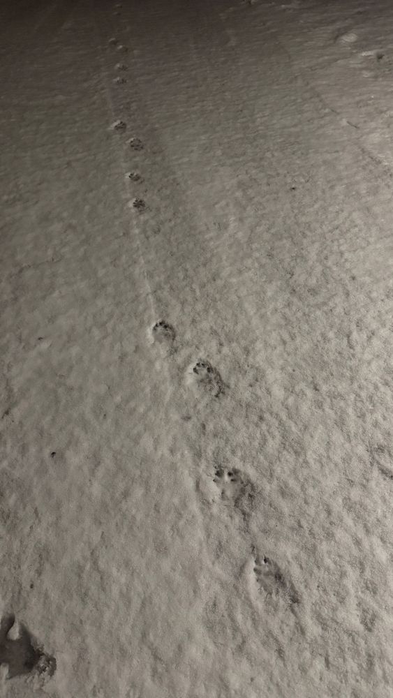 Ilveksen tassun jäljet