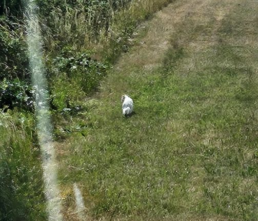 Beutiful white cat, spotted outside of the window of QHB library