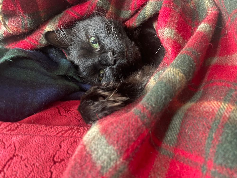 Fluffy black cat sticks her head out from under a blanket 