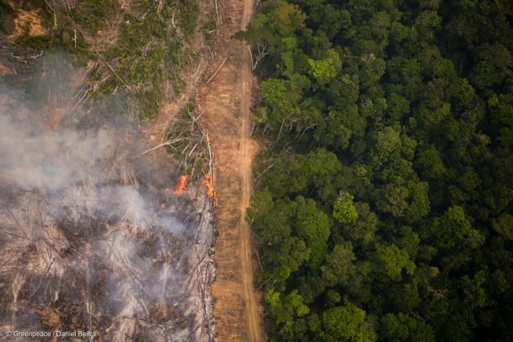 “Von der Leyen might as well have wielded the chainsaw herself”, EU forest law delay - Greenpeace European Unit