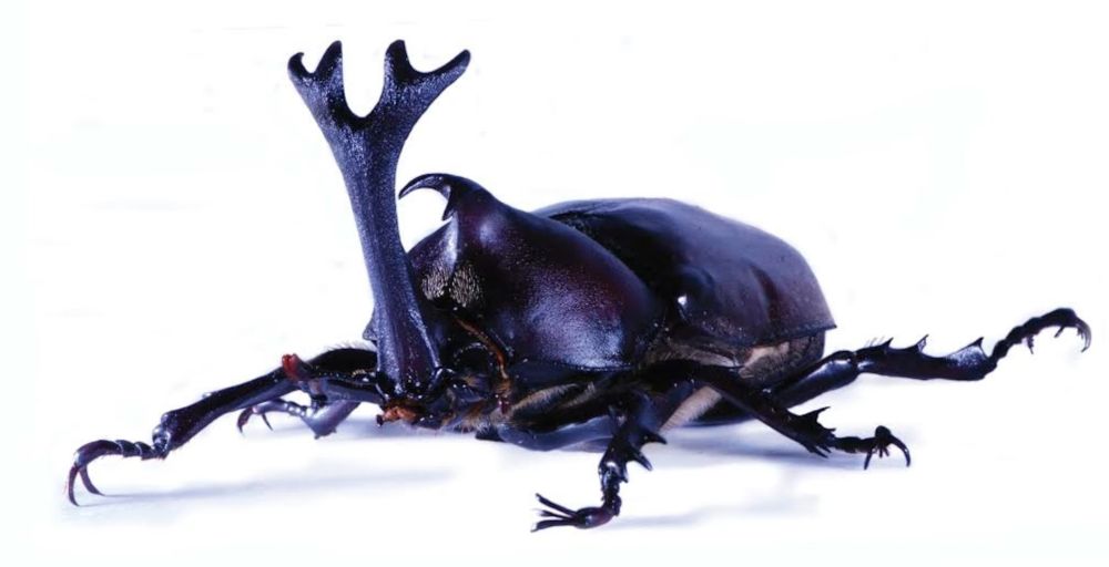 Pic of Japanese rhino beetle
