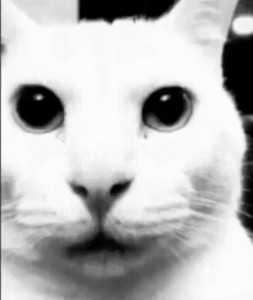 a close up of a white cat 's face in a black and white photo