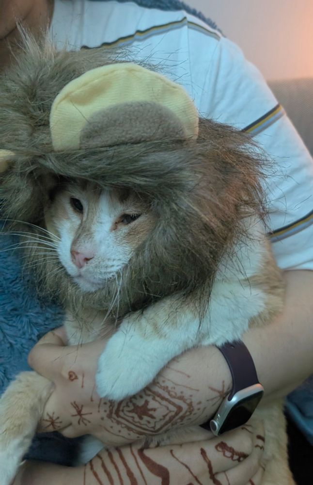 Cat held by a woman while wearing a lion costume and looking very unhappy 