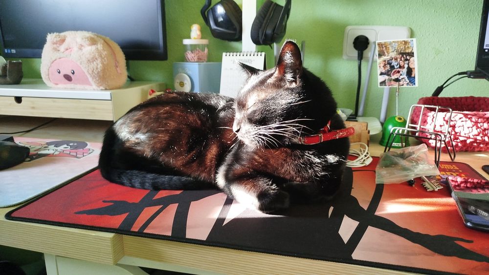 La gata Seveso brillando casi con luz propia.