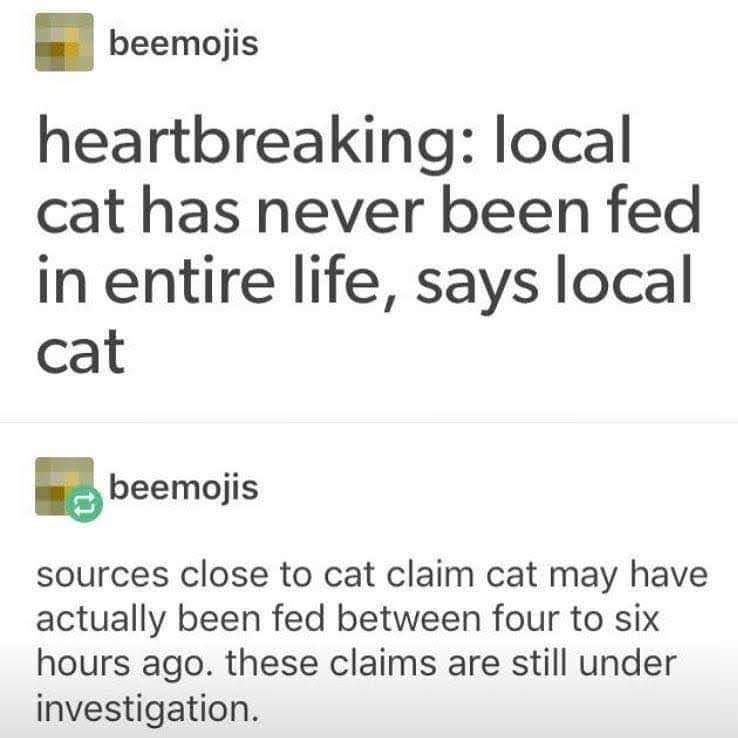 Tumblr screenshot pretending to be a headline: "heartbreaking: local cat has never been fed in entire life, says local cat. sources close to cat claim cat may have actually been fed between four to six hours ago. these claims are still under investigation.
