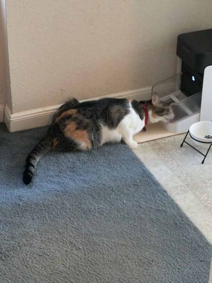 cat calico rfid feeder