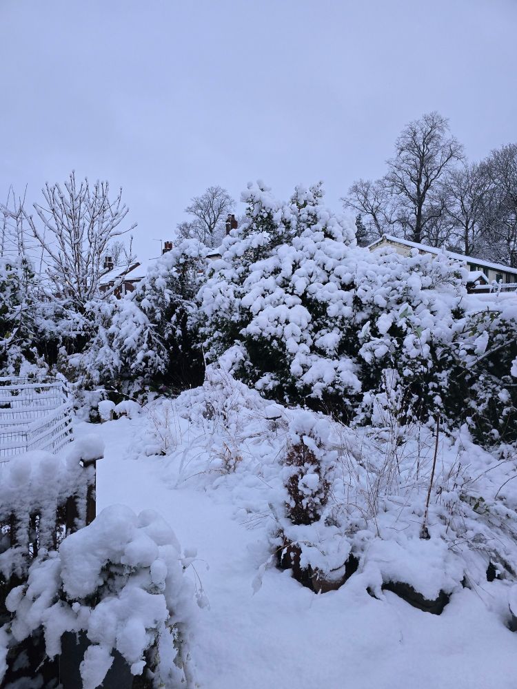 Picture of back garden, hedge and some plants, with about 6 inches of snow covering all. Brrr.