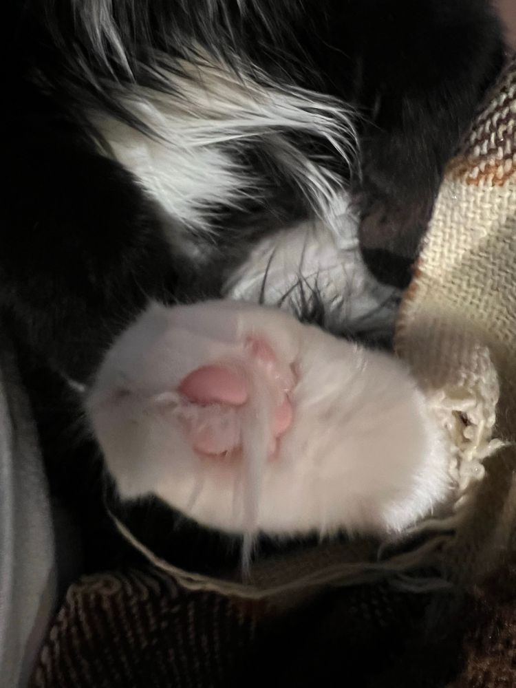 Pink toe beans of an older kitten. 