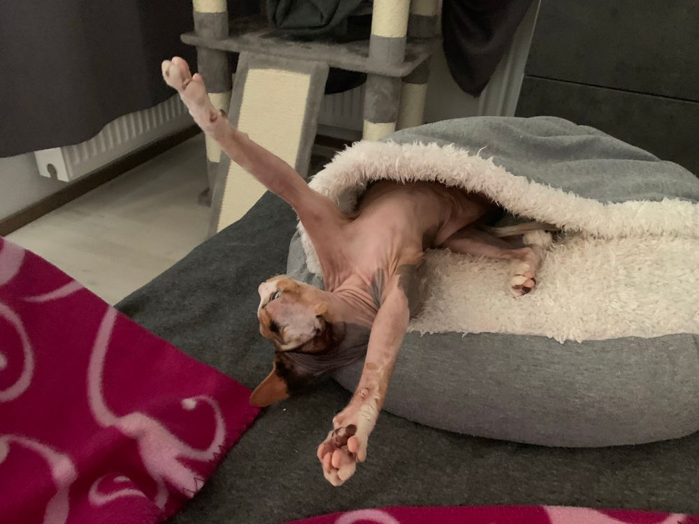 Kuvassa on sfinx-kissa (karvaton kissarotu) makoilemassa erittäin rentoutuneessa asennossa pyöreässä harmaavalkoisessa lemmikkipedissä. Kissa on venyttäytynyt niin, että molemmat etujalat ovat dramaattisesti ojennettuna suoraan ilmaan. Taustalla näkyy kissapuu, ja sohvalla pedin vieressä on vaaleanpunainen kuviollinen peitto.