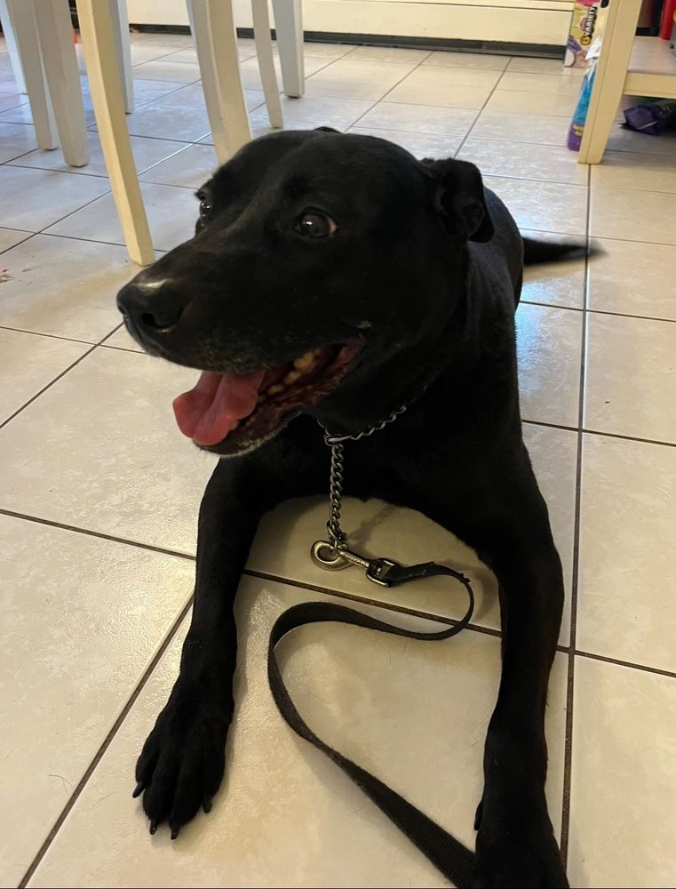 Black dog on white tile, acts like a puppy even though she’s ten