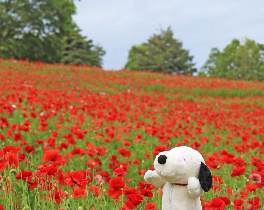 a snoopy plushy joyfully standing in a field of red flowers