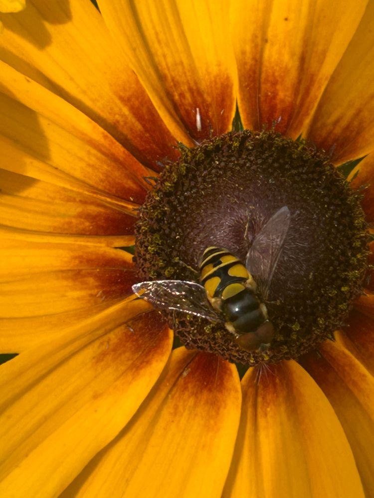 Close up of a flower with a bee in the center. 