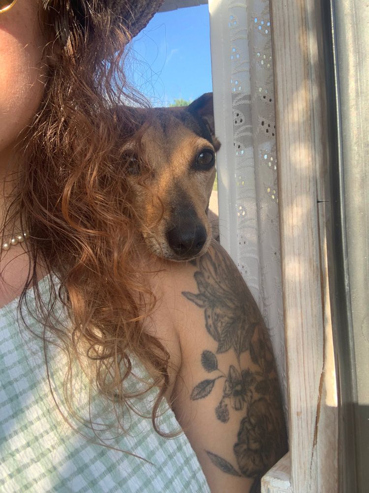 photo of a dachshund resting his chin on someone's shoulder by a window