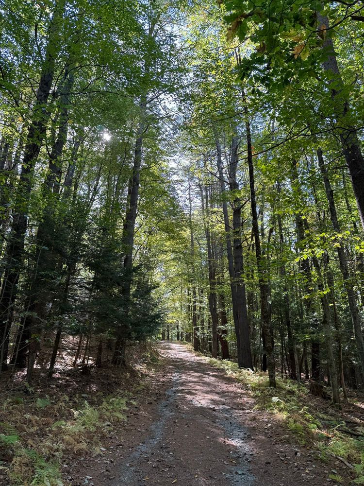A bunch of trees with a trail covered in pine needles
