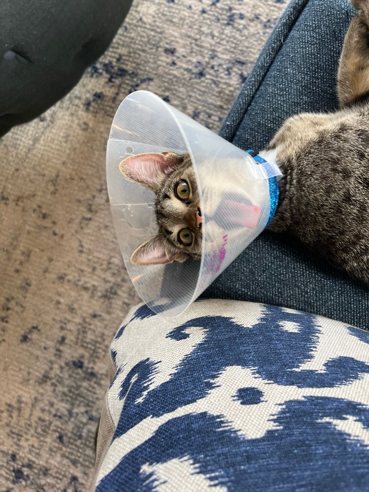 A brown tabby cat wears the cone of shame, and is also in the process of licking it. She looks very surprised.