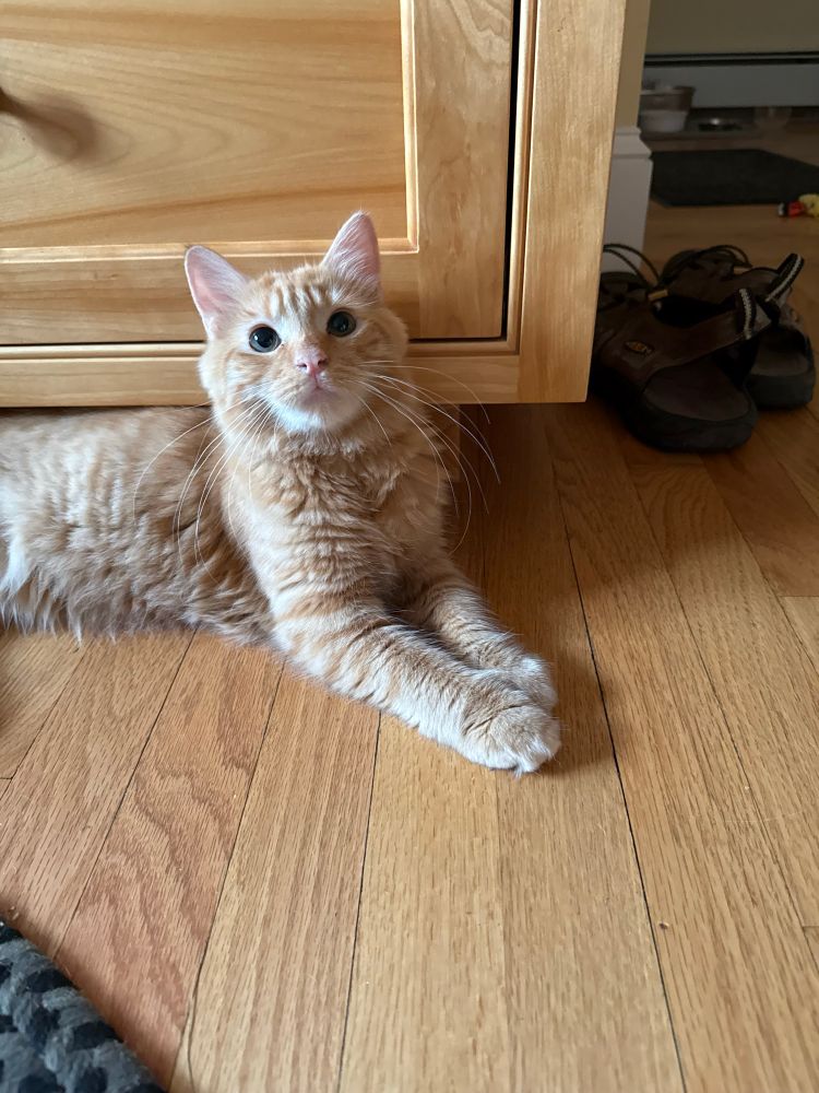 A little fluffy orange kitten gazes up at the camera with big round eyes