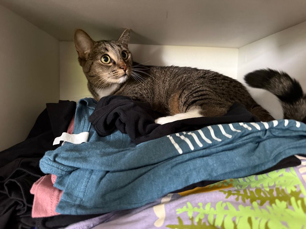 A brown tabby cat sits on top of a pile of shirts, looking outwards with her big, big eyes. Her tail is visible, closer to the camera.