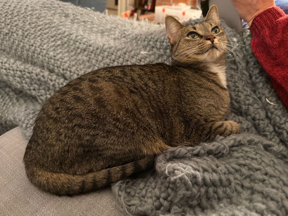 A brown tabby cat sits on top of a blanket next to her favorite human (not in frame), with a smug and happy expression on her cute face
