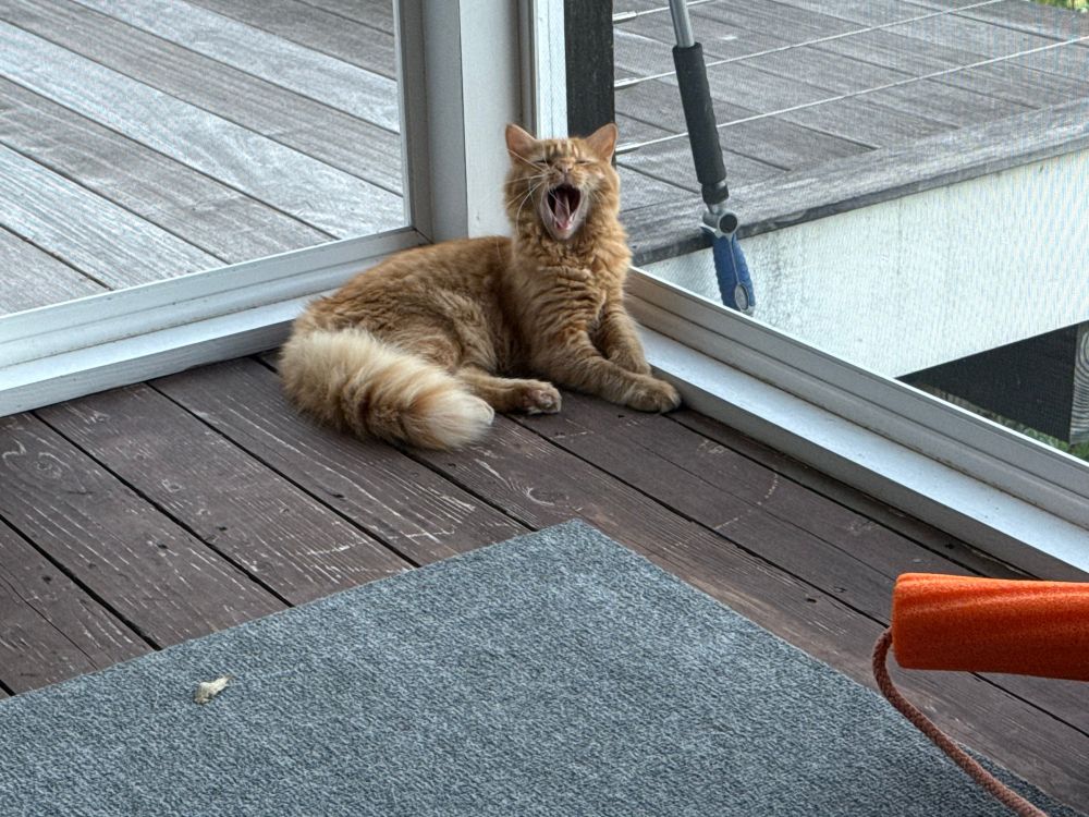 A fluffy orange cat starts to yawn, sitting on his favorite spot in the corner of the screened-in porch