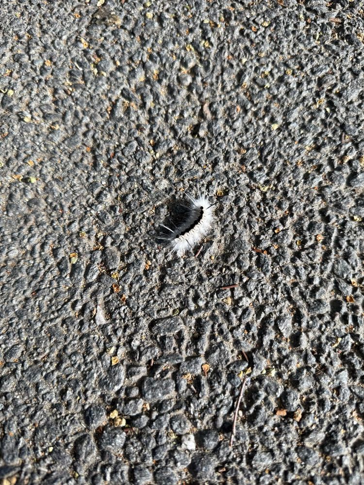 A white and black caterpillar is chillin on the asphalt, being very fluffy.