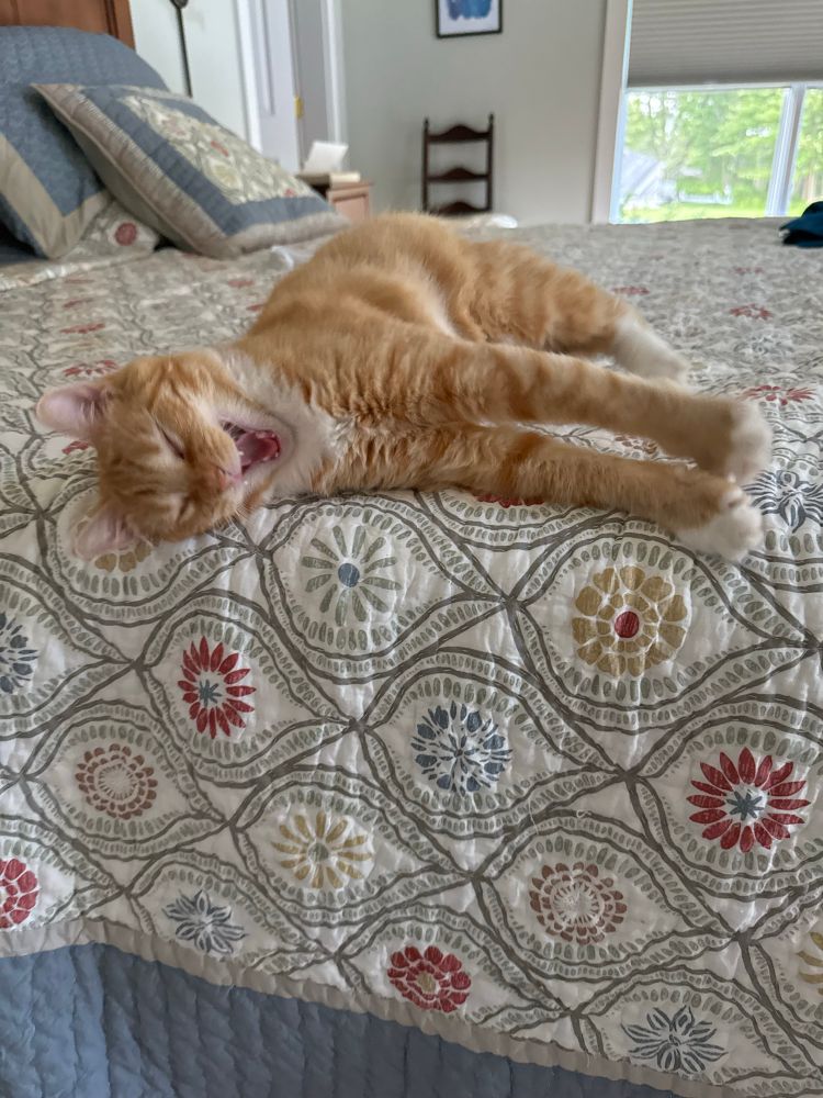 An orange cat yawns whilst stretching out her paws on the bed.