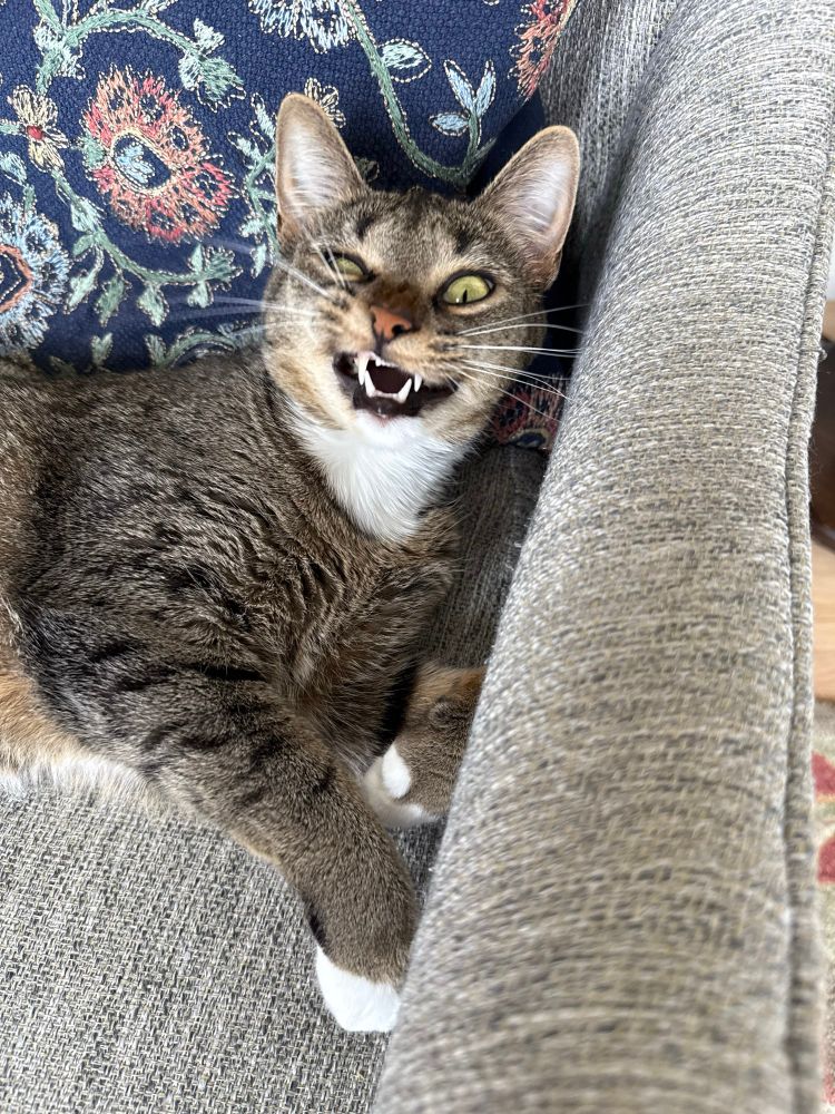 A brown tabby cat with white fur on her neck makes a weird smile at the camera