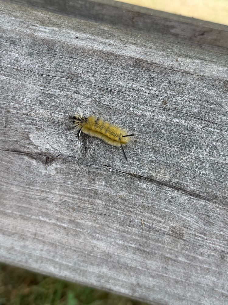 A fuzzy wuzzy yellow caterpillar crawls up the side of a bench.