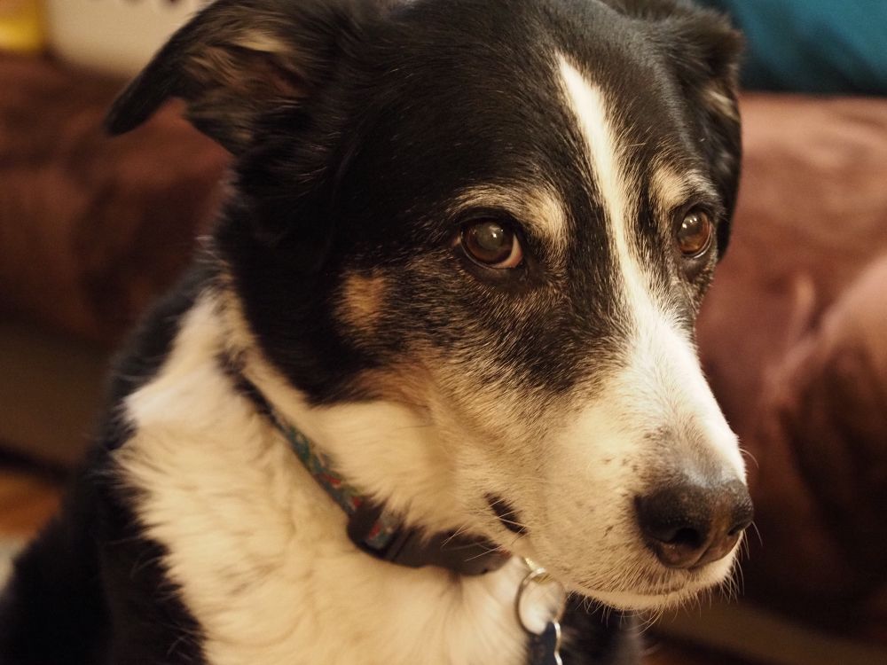 A headshot of a good dog looking seriously and wisely at the camera. 