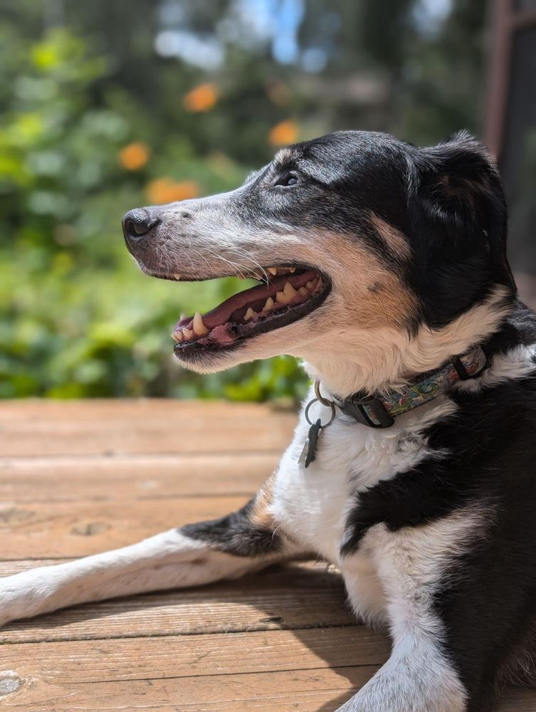 A good dog smiling as he lies on the deck in the sun.