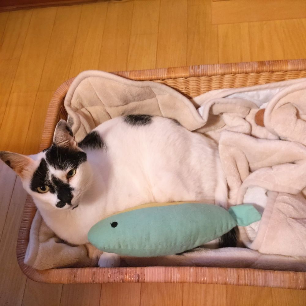 ブランケットを敷き込んだバスケットで丸くなる猫ちゃん