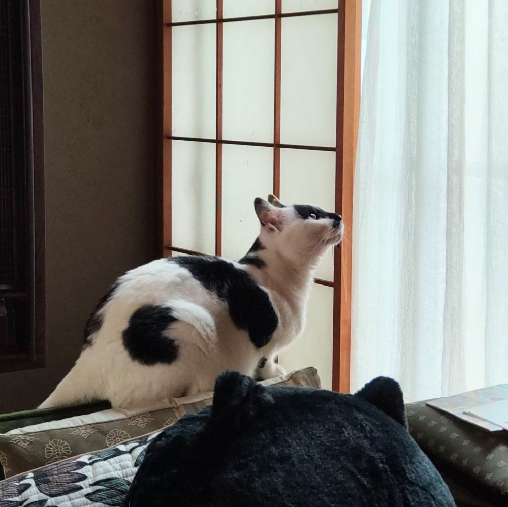 お外を見ている猫ちゃん