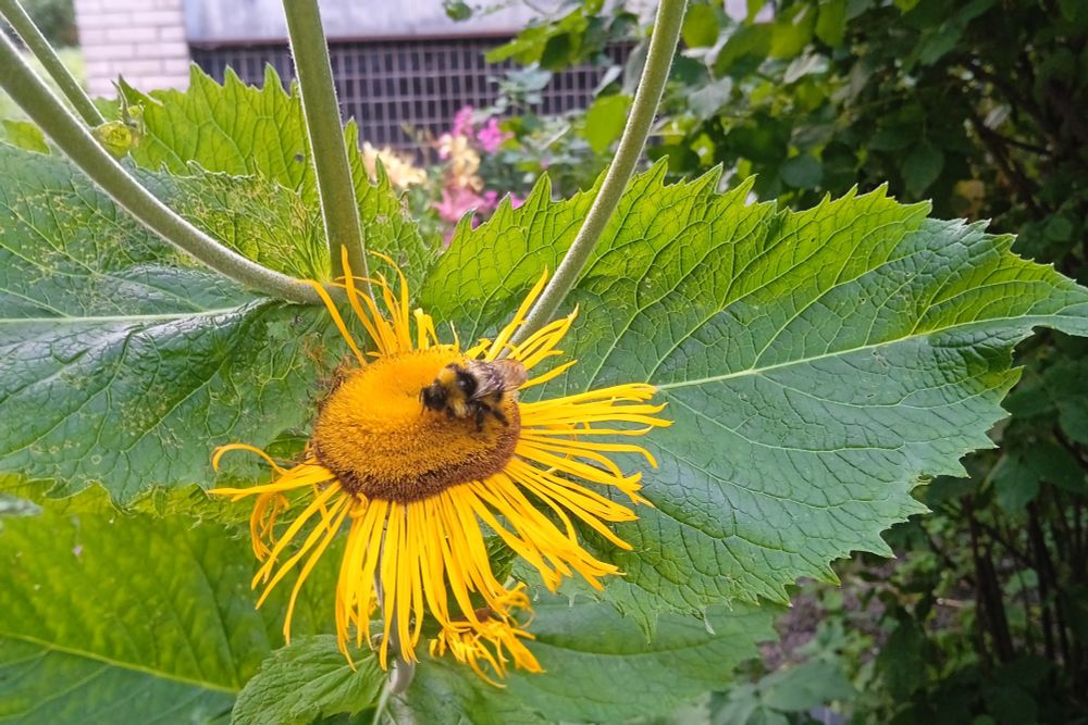 A bumblebee on a yellow flower. The flower is missing some petals, but still looks nice. In the background are leaves, some more flowers and a  part of the wall.