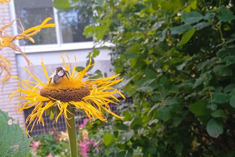 A honey bee on a yellow flower, turned away from the camera. In the background are leaves, some more flowers and a wall with a window.